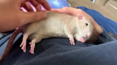 Take a break and admire a cute video of a rat