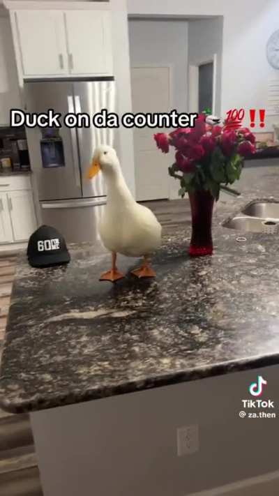 mamãe saiu pato subiu