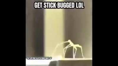 Bug Stick