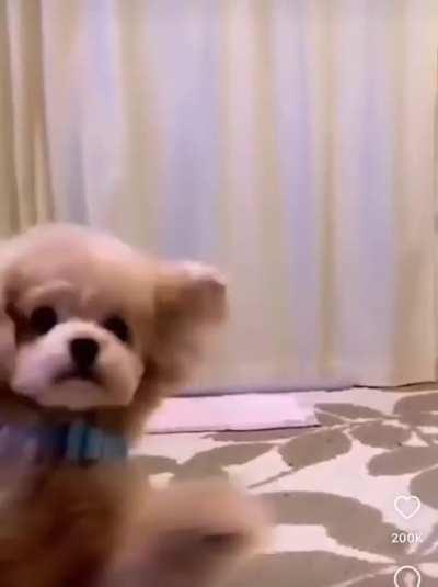 This lil doggy has got moves .