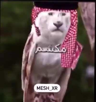 Arabian memes are becoming a close version of this sub , also : ابو شوقي 😍😎😎😳