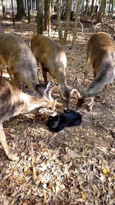 The cat is just accepting it 🤣