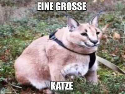 eine große floppa