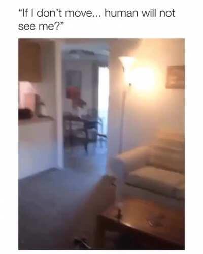 *but still wags the tail*