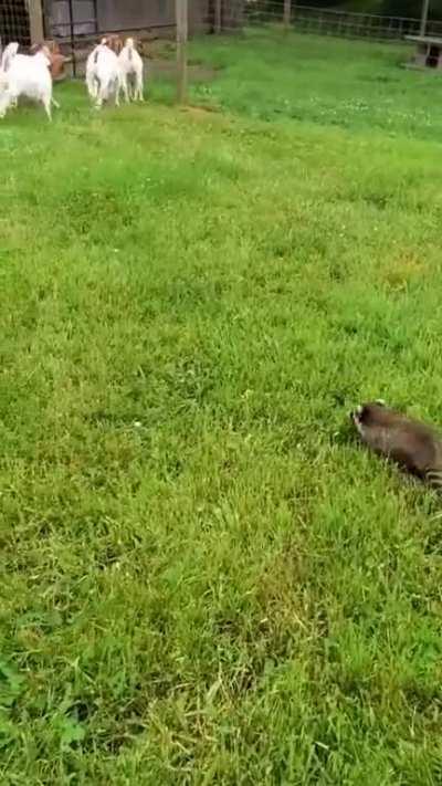 Вот во мху енот!