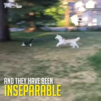 Kitty thinks she's a Dog