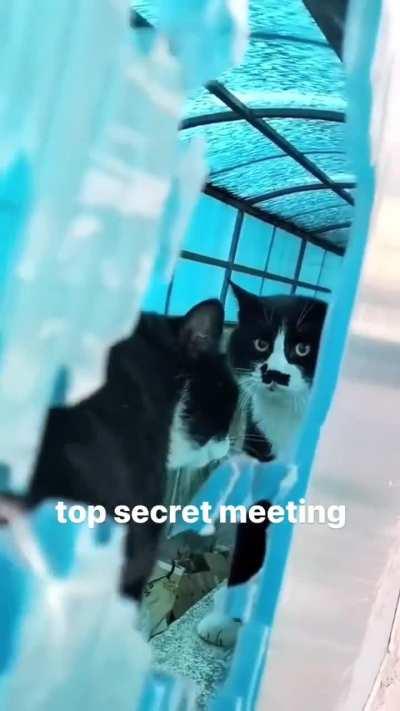 Wunky meeting (Plans for world domination???)