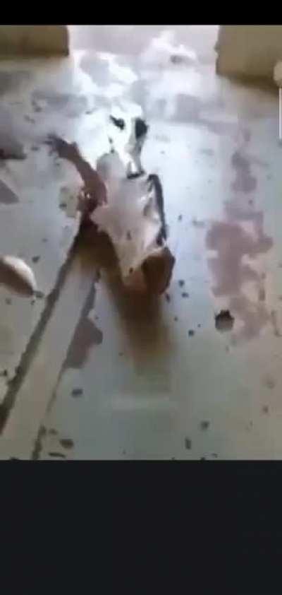 Greatest catch have a shake