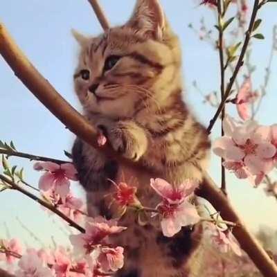 Kitty chillin in cherry tree