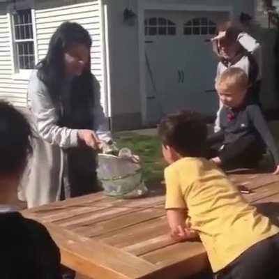 Hatching, raising and releasing butterflies.