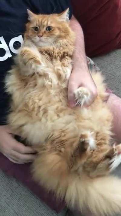 ThicCkling our ginger Chonk