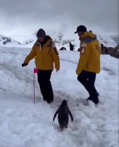 A polite penguin patiently waits for humans to move out of the way.