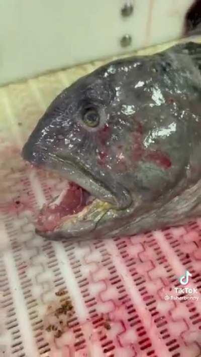 Yeah, big nope when you watch it to the end... and its dead.