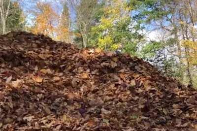 cachorrinho viciado em pular nas folhinhas
