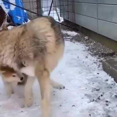 [x-post]Wolf getting maliciously stalked by his friend