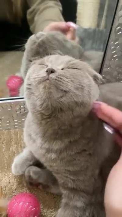 Coco loves getting headpats