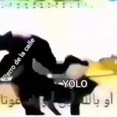 Un perro de la calle