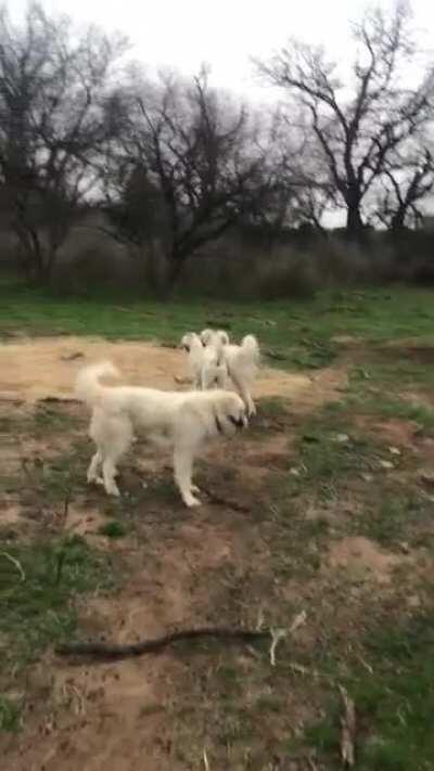 They like to stick together