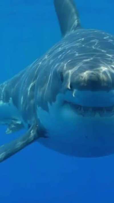 How to evade a Shark Attack