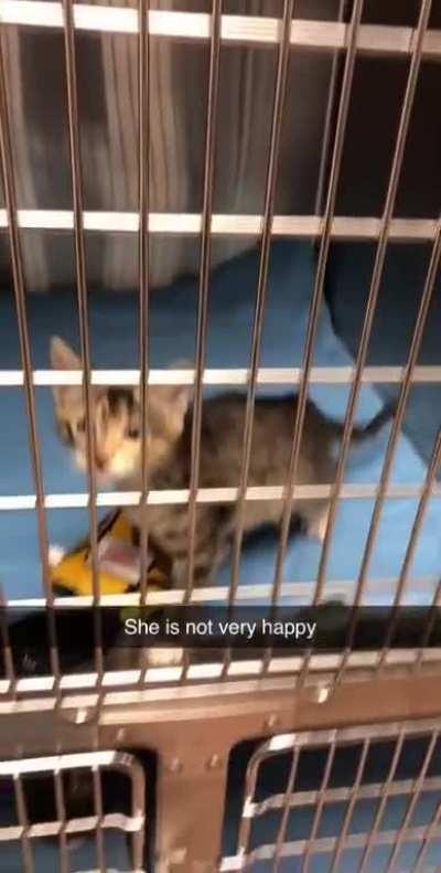 JUST PET THE DAMN KITTEN