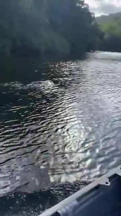 That's a weird looking dolphin