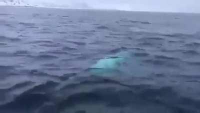 Playing rugby near north pole..😮😮😮