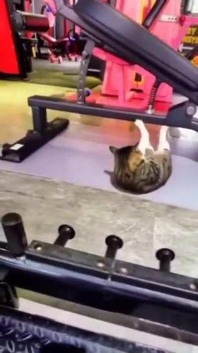 Feline Protein Synthesis and its consequences