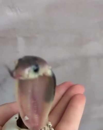 This baby King Cobra, newly-hatched.