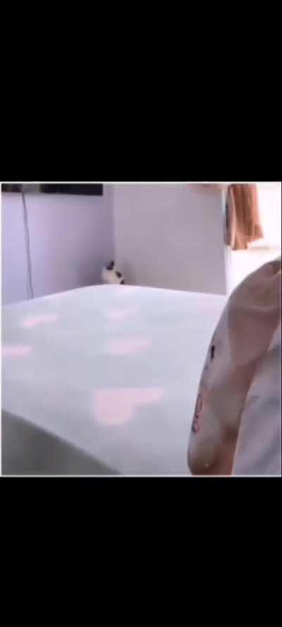 Polite cat helps owner