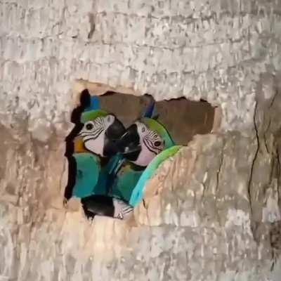 🔥 A group of parrots nesting inside a palm tree 🔥