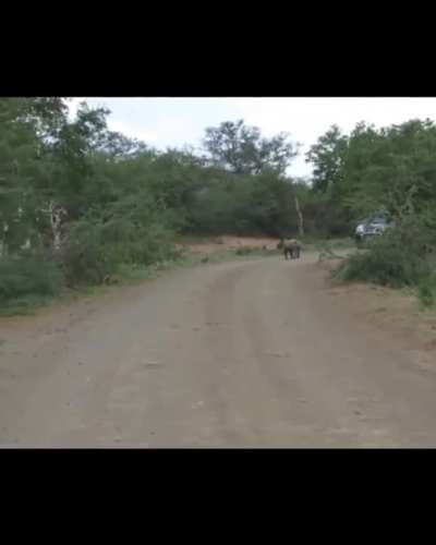 Take cover from the rampaging Rhinozilla!! She'll crush everything in her path! Her rage is unstoppable!..etc...etc...