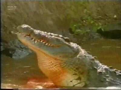 Crocodile swallows a gazelle whole