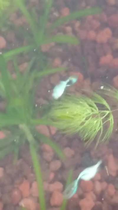 Is it possible to breed a dumbo from generations starting with this male with a mutation?
