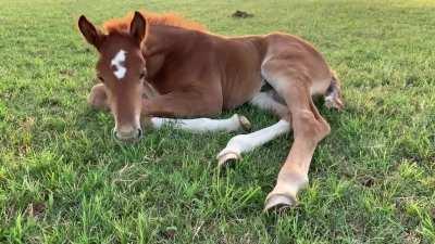 It’s exhausting being this cute.