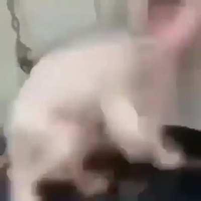 tomi no esta tranquilo