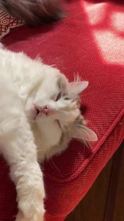 Banjo’s dream state