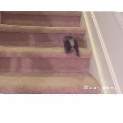 Fluffy kittens first time going down the stairs.