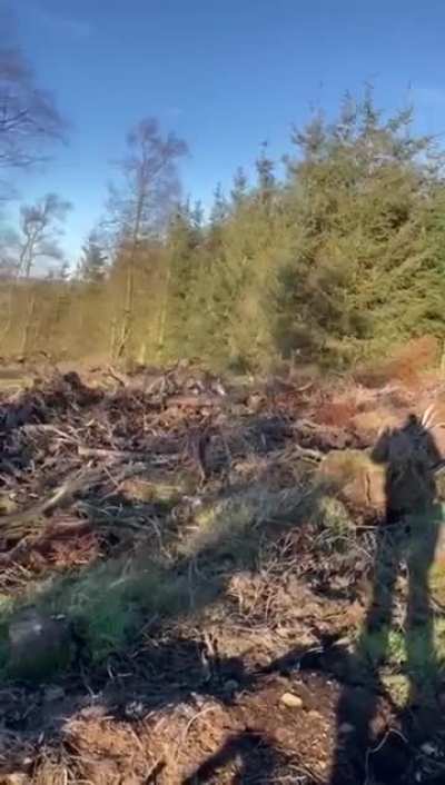 Not today Bambi's mom.