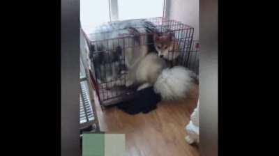 It's time to get a bigger kennel.