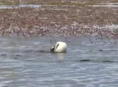 Amphibious drone malfunction