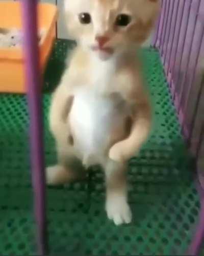 Kitten asserts dominance