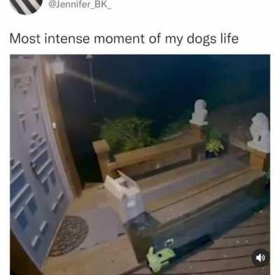 Dog nearly caught by bear