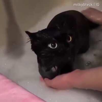How to bathe a dragon