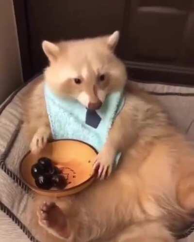 this trash panda really enjoy thoe berries!