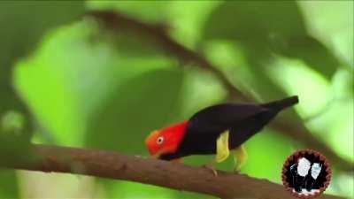 The red-capped manikin, aka the moonwalking bird, is native to parts of Central and South America. The bird is probably best known for the male's unusual courting method whereby he shuffles rapidly backwards along a branch similar to a speedy moonwalk.