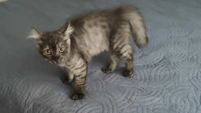 Excellent little crab scoot