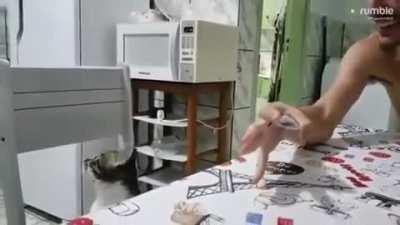 Cat confused by magic trick