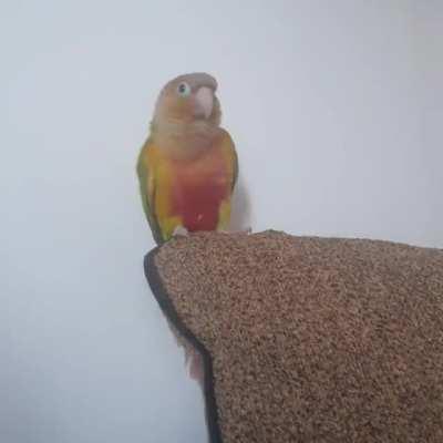 He really likes the epic sax guy