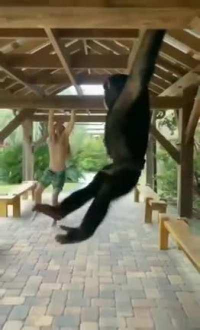 monke swing faster than hooman