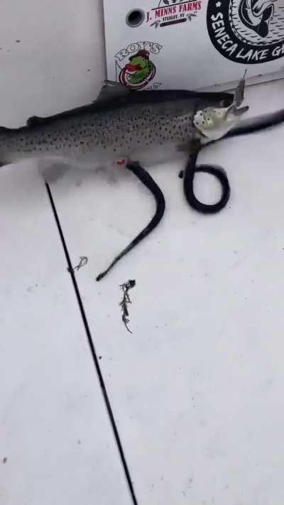 Don't know what it is, basically fish being eaten by eel?